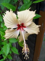 Hibiscus Sri Lanka